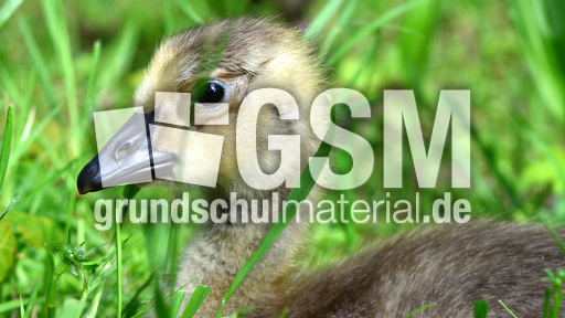 Kanadagansküken (12).jpg